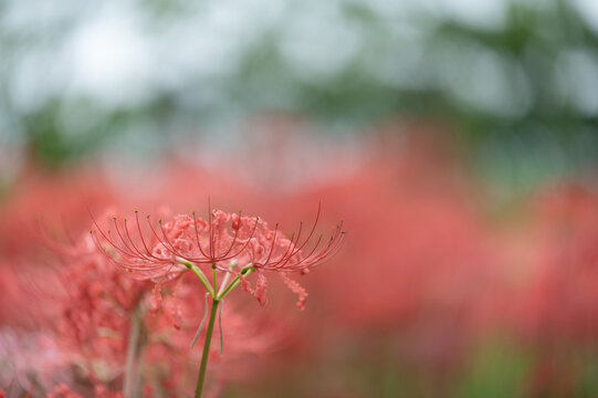 Close Up of Red Spider Lily Flower Blooming in Autumn Garden with Soft Bokeh Background and Copy Space for Web Banner and Card Design