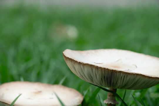 Close Up of Wild Mushroom Growing on Green Grass Lawn in Autumn Park with Soft Bokeh Background and Copy Space for Web Banner and Nature Template