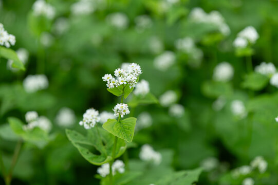 Close Up of White Buckwheat Flowers Blooming in Field in Autumn with Soft Green Bokeh Background and Copy Space for Web Banner