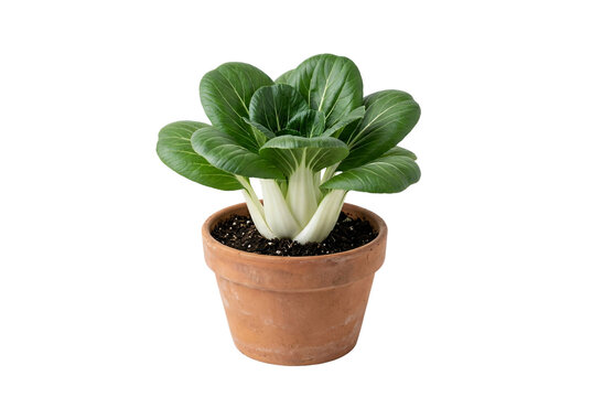 Fresh green bok choy plant growing in a rustic terracotta clay pot filled with rich soil