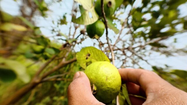 Farmer harvesting fresh ripe green guava fruit from orchard tree branch