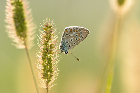 butterfly on a green leafThe Icarus butterfly (Polyommatus icarus) is a small lepidopterus of the Lycenid family, very common in Italian meadows. It is often placed on grasses or stems of grass.