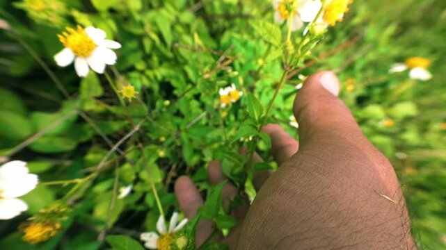 Hand touching wild green plants and tiny flowers in nature park