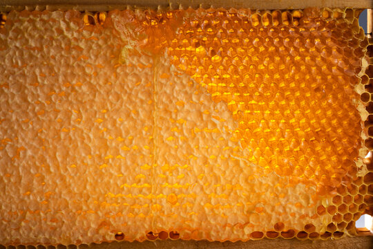Wooden beehive frame with honeycombs. Combs full of honey, some with wax caps cut off.