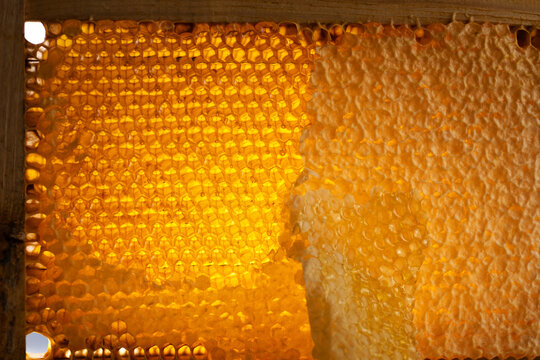 Wooden beehive frame with honeycombs. Combs full of honey, some with wax caps cut off.