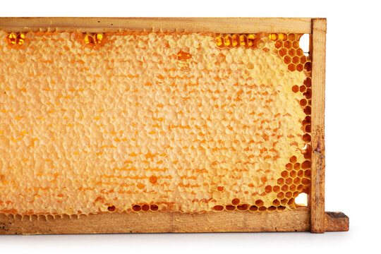 Wooden beehive frame with honeycombs isolated on a white background. Combs full of honey sealed with wax caps.