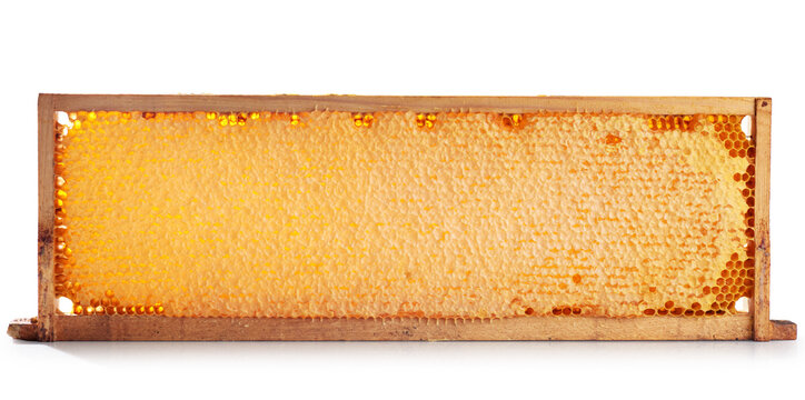 Wooden beehive frame with honeycombs isolated on a white background. Combs full of honey sealed with wax caps.
