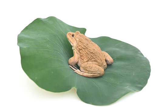 A brown frog resting on a large green lotus leaf, isolated against a white background.