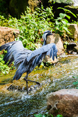 Obraz premium A hooded crane spreading its wings and swimming upstream in the middle of the stream