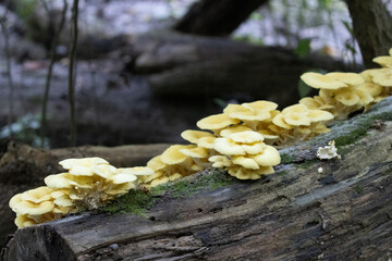 Golden Oyster Mushrooms Growing Across a Fallen Woodland Log © Christine Donnelly