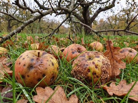 Fallen apples decaying on grass in an orchard, showing natural decomposition and waste after harvest season