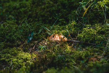 Close-up of a wild mushroom growing among green moss and grass in a forest. © Mikhail