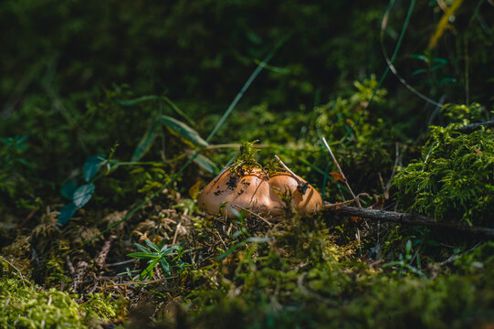 Close-up of a wild mushroom growing among green moss and grass in a forest.