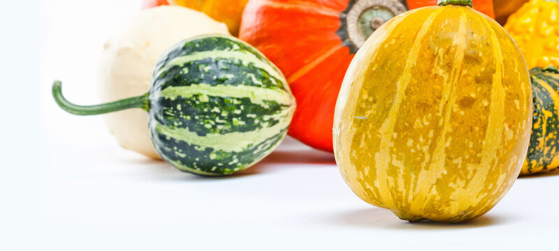 Colorful organic pumpkin harvest, large and small orange, green, yellow and spotted pumpkins