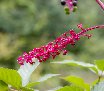 american pokeweed Phytolacca americana Bright hot-pink magenta stalk with dark and green berries water droplet closeup