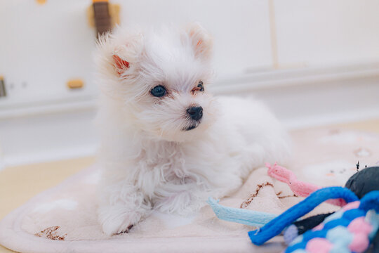 ふわふわの犬