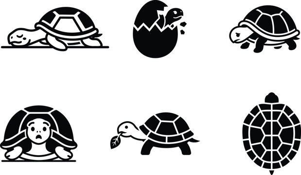 Black and White Tortoise Life Cycle and Shell Illustrations Set