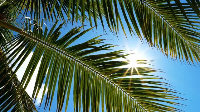 The sun shining through the green palm leaves. The scene captures the bright blue sky above. This setting is likely in a tropical area, highlighting nature