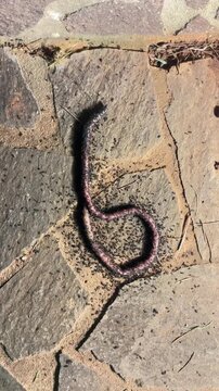 Top down view of swarm of black ants attacking slowly moving large earthworm on stone paved ground, illustrating natural survival concept.