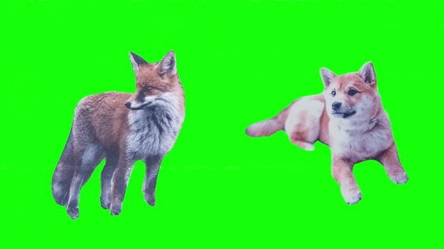 Fox and Puppy Looking Upward. Red fox standing with curious cute puppy sitting, wild animal and domestic pet companionship