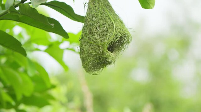 Close-up male Baya Weaver inside a hanging woven nest, with its yellow head visible through the nest opening against a soft green background.
