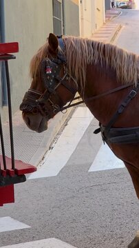 Draft horse wearing traditional decorated harness pulling wooden cart loaded with fresh grapes during grape treading festival in Teulada, Spain. Cultural heritage and traditional grape harvest 