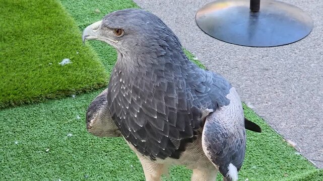 Close-up slow motion portrait of a Black-chested buzzard-eagle (Geranoaetus melanoleucus) at a falconry exhibition. Detailed view of the raptor's slate-gray plumage, sharp gaze, and powerful beak. Wil