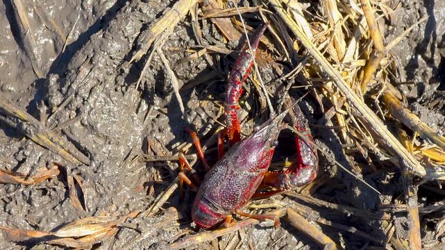 Red swamp crayfish (Procambarus clarkii), an invasive species, crawling in wet mud on rice fields in Marjal de Pego-Oliva natural park, Spain. Close up slow motion shot of alien freshwater crustacean 