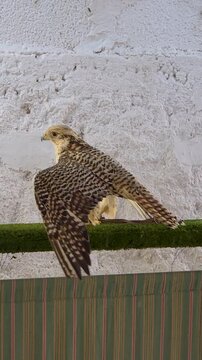 Close-up Saker falcon (Falco cherrug) spreading its patterned wings on perch during a falconry exhibition. Trained bird of prey displaying majestic plumage, wildlife conservation and falconry heritage