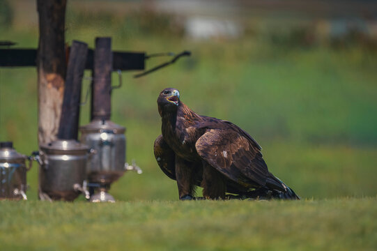 Eagle or large bird of prey standing on grass near metal pots and a wooden structure.