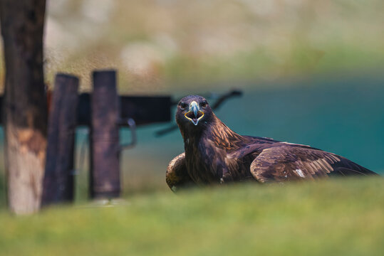 Close-up portrait of a bird of prey (eagle or hawk) looking directly at the camera in a natural setting.