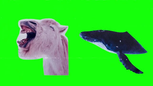 Monkey and Whale. Curious tree monkey swinging alongside massive ocean blue whale, jungle primate and deep sea mammal contrast
