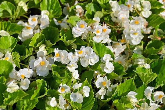 Blossoming white geranium