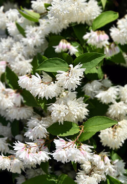 Blossoming Deutzia gracilis (Japanese snow)