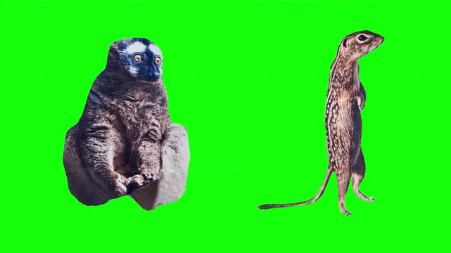 African Megafauna and Savanna. Powerful gorilla primate and tall savanna giraffe, african wildlife diversity, tropical jungle and savanna giant comparison