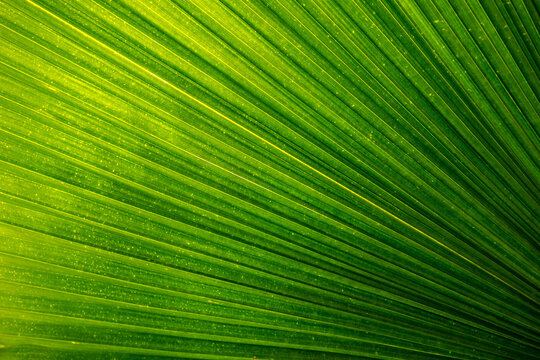 Lines and textures of Green Palm leaves