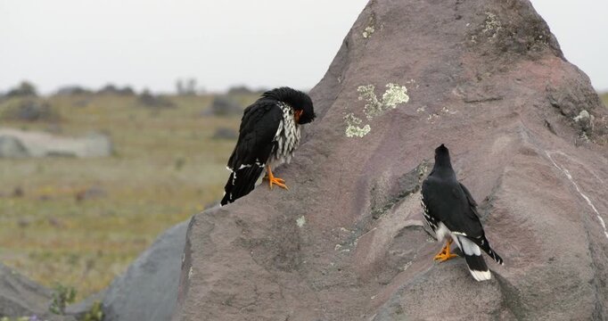Two Carunculated Caracaras (Phalcoboenus carunculatus) perched on a rock. At high altitude on the bleak paramo, 3,800m in Cotopaxi National Park, Ecuador