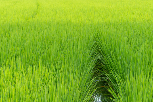 夏の水田の風景　米　田んぼ　滋賀県草津市