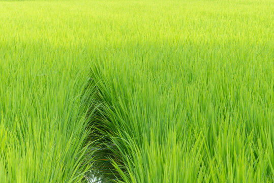 夏の水田の風景　米　田んぼ　滋賀県草津市