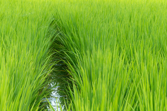 夏の水田の風景　米　田んぼ　滋賀県草津市