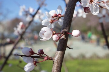 cherry blossom in spring © ASLI