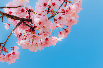 桜 © ad