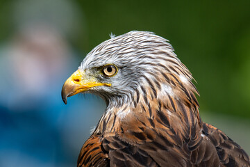 Obraz premium Red Kite (Milvus milvus) Portrait