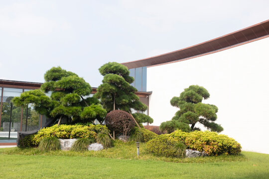 Manicured pine bonsai trees and shrubs on green lawn against modern building wall.