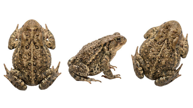 Three views of a common toad isolated on transparent background