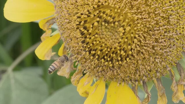 Worker bee collecting nectar from a sunflower in summer, Slow motion