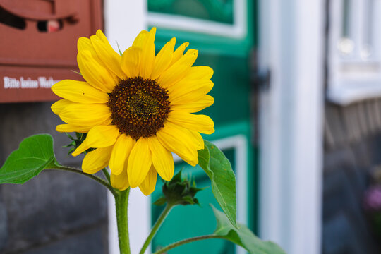 Bright Yellow Sunflower in Front of a Green Doorway in Freudenberg