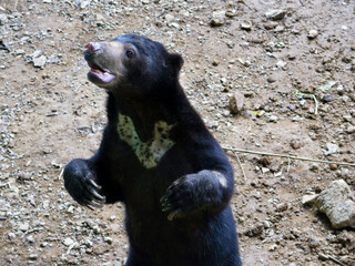 Sun bear stands upright on its hind legs with its mouth open. A wild bear reveals its golden chest patch and long curved claws on a dry, stony ground. © Houston