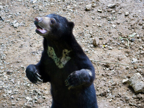 Sun bear stands upright on its hind legs with its mouth open. A wild bear reveals its golden chest patch and long curved claws on a dry, stony ground.