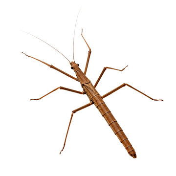 [Transparent Background PNG]A brown stick insect standing on a plain white background
